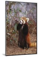 Red Panda Eating Bamboo Leaves-DLILLC-Mounted Photographic Print