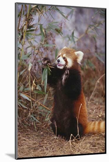 Red Panda Eating Bamboo Leaves-DLILLC-Mounted Photographic Print