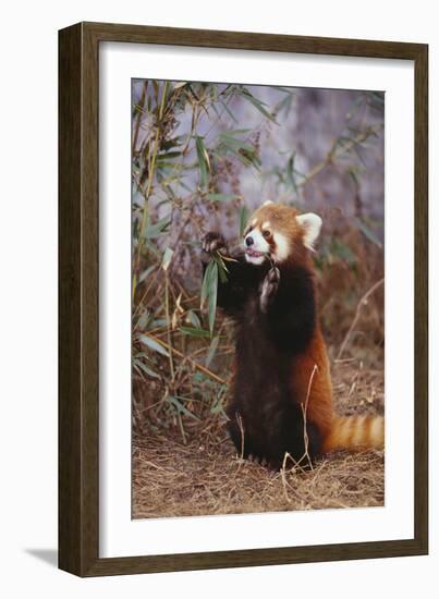 Red Panda Eating Bamboo Leaves-DLILLC-Framed Photographic Print