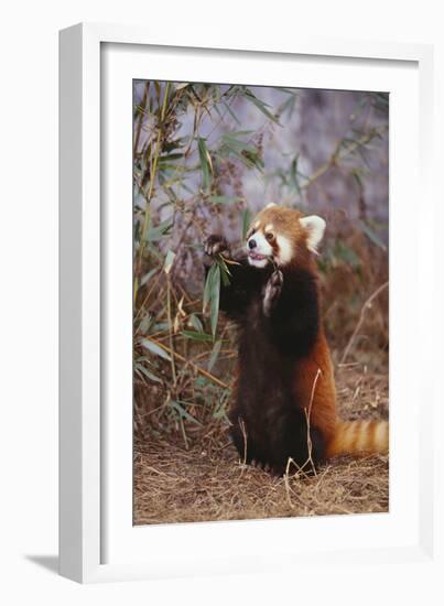 Red Panda Eating Bamboo Leaves-DLILLC-Framed Photographic Print