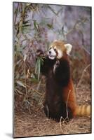 Red Panda Eating Bamboo Leaves-DLILLC-Mounted Photographic Print