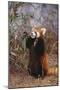 Red Panda Eating Bamboo Leaves-DLILLC-Mounted Photographic Print