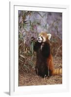 Red Panda Eating Bamboo Leaves-DLILLC-Framed Photographic Print