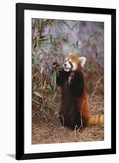 Red Panda Eating Bamboo Leaves-DLILLC-Framed Photographic Print