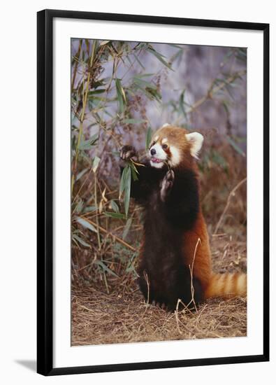 Red Panda Eating Bamboo Leaves-DLILLC-Framed Photographic Print