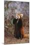 Red Panda Eating Bamboo Leaves-DLILLC-Mounted Photographic Print