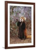 Red Panda Eating Bamboo Leaves-DLILLC-Framed Photographic Print