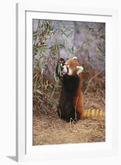 Red Panda Eating Bamboo Leaves-DLILLC-Framed Photographic Print