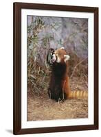 Red Panda Eating Bamboo Leaves-DLILLC-Framed Photographic Print