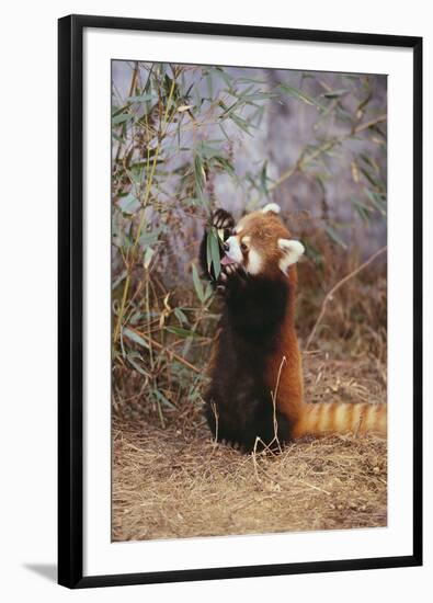 Red Panda Eating Bamboo Leaves-DLILLC-Framed Photographic Print