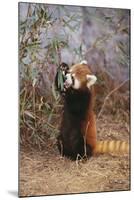 Red Panda Eating Bamboo Leaves-DLILLC-Mounted Photographic Print