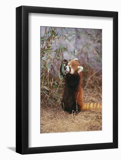 Red Panda Eating Bamboo Leaves-DLILLC-Framed Photographic Print