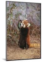 Red Panda Eating Bamboo Leaves-DLILLC-Mounted Photographic Print