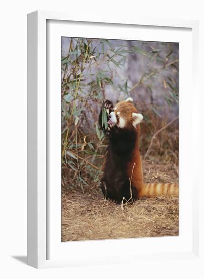 Red Panda Eating Bamboo Leaves-DLILLC-Framed Photographic Print