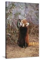 Red Panda Eating Bamboo Leaves-DLILLC-Stretched Canvas