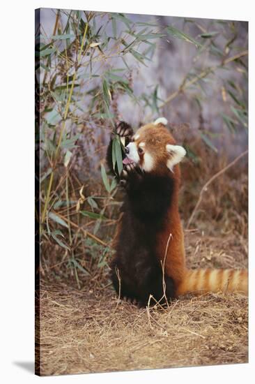 Red Panda Eating Bamboo Leaves-DLILLC-Stretched Canvas