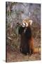 Red Panda Eating Bamboo Leaves-DLILLC-Stretched Canvas