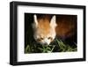 Red Panda Eating Bamboo-Colette2-Framed Photographic Print