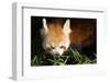 Red Panda Eating Bamboo-Colette2-Framed Photographic Print