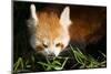 Red Panda Eating Bamboo-Colette2-Mounted Photographic Print