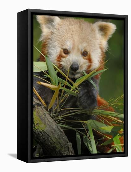 Red Panda Feeding on Bamboo Leaves, Iucn Red List of Endangered Species-Eric Baccega-Framed Stretched Canvas