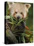 Red Panda Feeding on Bamboo Leaves, Iucn Red List of Endangered Species-Eric Baccega-Stretched Canvas