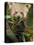 Red Panda Feeding on Bamboo Leaves, Iucn Red List of Endangered Species-Eric Baccega-Stretched Canvas
