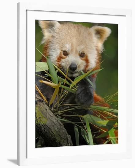 Red Panda Feeding on Bamboo Leaves, Iucn Red List of Endangered Species-Eric Baccega-Framed Photographic Print