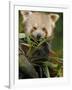 Red Panda Feeding on Bamboo Leaves, Iucn Red List of Endangered Species-Eric Baccega-Framed Photographic Print