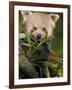 Red Panda Feeding on Bamboo Leaves, Iucn Red List of Endangered Species-Eric Baccega-Framed Photographic Print