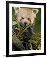 Red Panda Feeding on Bamboo Leaves, Iucn Red List of Endangered Species-Eric Baccega-Framed Photographic Print