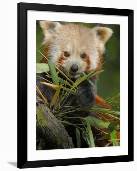 Red Panda Feeding on Bamboo Leaves, Iucn Red List of Endangered Species-Eric Baccega-Framed Photographic Print