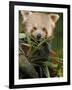 Red Panda Feeding on Bamboo Leaves, Iucn Red List of Endangered Species-Eric Baccega-Framed Photographic Print