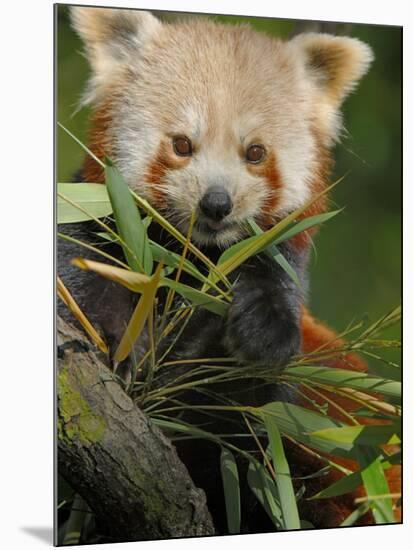Red Panda Feeding on Bamboo Leaves, Iucn Red List of Endangered Species-Eric Baccega-Mounted Photographic Print