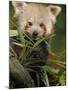 Red Panda Feeding on Bamboo Leaves, Iucn Red List of Endangered Species-Eric Baccega-Mounted Photographic Print