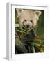 Red Panda Feeding on Bamboo Leaves, Iucn Red List of Endangered Species-Eric Baccega-Framed Photographic Print