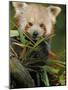 Red Panda Feeding on Bamboo Leaves, Iucn Red List of Endangered Species-Eric Baccega-Mounted Photographic Print