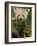 Red Panda Feeding on Bamboo Leaves, Iucn Red List of Endangered Species-Eric Baccega-Framed Photographic Print