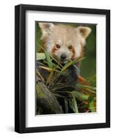 Red Panda Feeding on Bamboo Leaves, Iucn Red List of Endangered Species-Eric Baccega-Framed Photographic Print