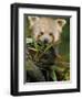 Red Panda Feeding on Bamboo Leaves, Iucn Red List of Endangered Species-Eric Baccega-Framed Photographic Print