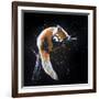 Red Panda In A Tree-null-Framed Art Print