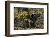 Red panda in humid montane mixed forest, Laba He National Nature Reserve, Sichuan, China-Staffan Widstrand/Wild Wonders of China-Framed Photographic Print