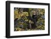 Red panda in humid montane mixed forest, Laba He National Nature Reserve, Sichuan, China-Staffan Widstrand/Wild Wonders of China-Framed Photographic Print