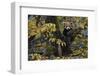 Red panda in humid montane mixed forest, Laba He National Nature Reserve, Sichuan, China-Staffan Widstrand/Wild Wonders of China-Framed Photographic Print