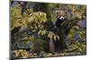 Red panda in humid montane mixed forest, Laba He National Nature Reserve, Sichuan, China-Staffan Widstrand/Wild Wonders of China-Mounted Photographic Print