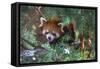 Red Panda in the Pine Trees-Kris Wiktor-Framed Stretched Canvas