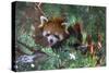 Red Panda in the Pine Trees-Kris Wiktor-Stretched Canvas