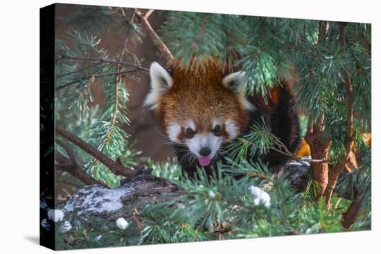 Red Panda in the Pine Trees-Kris Wiktor-Stretched Canvas