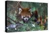 Red Panda in the Pine Trees-Kris Wiktor-Stretched Canvas