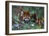 Red Panda in the Pine Trees-Kris Wiktor-Framed Photographic Print